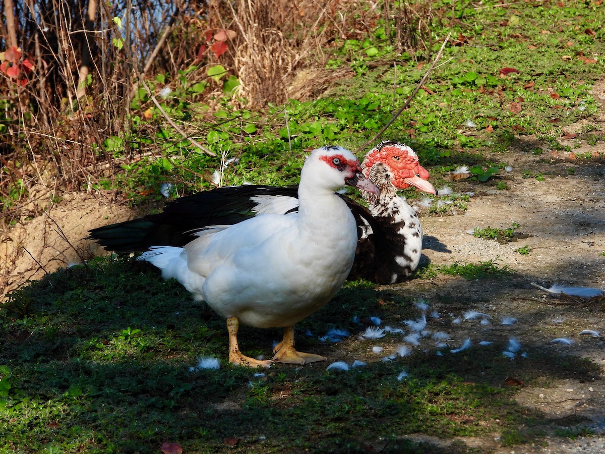 Muscovy Duck (Domestic type) - ML624103567