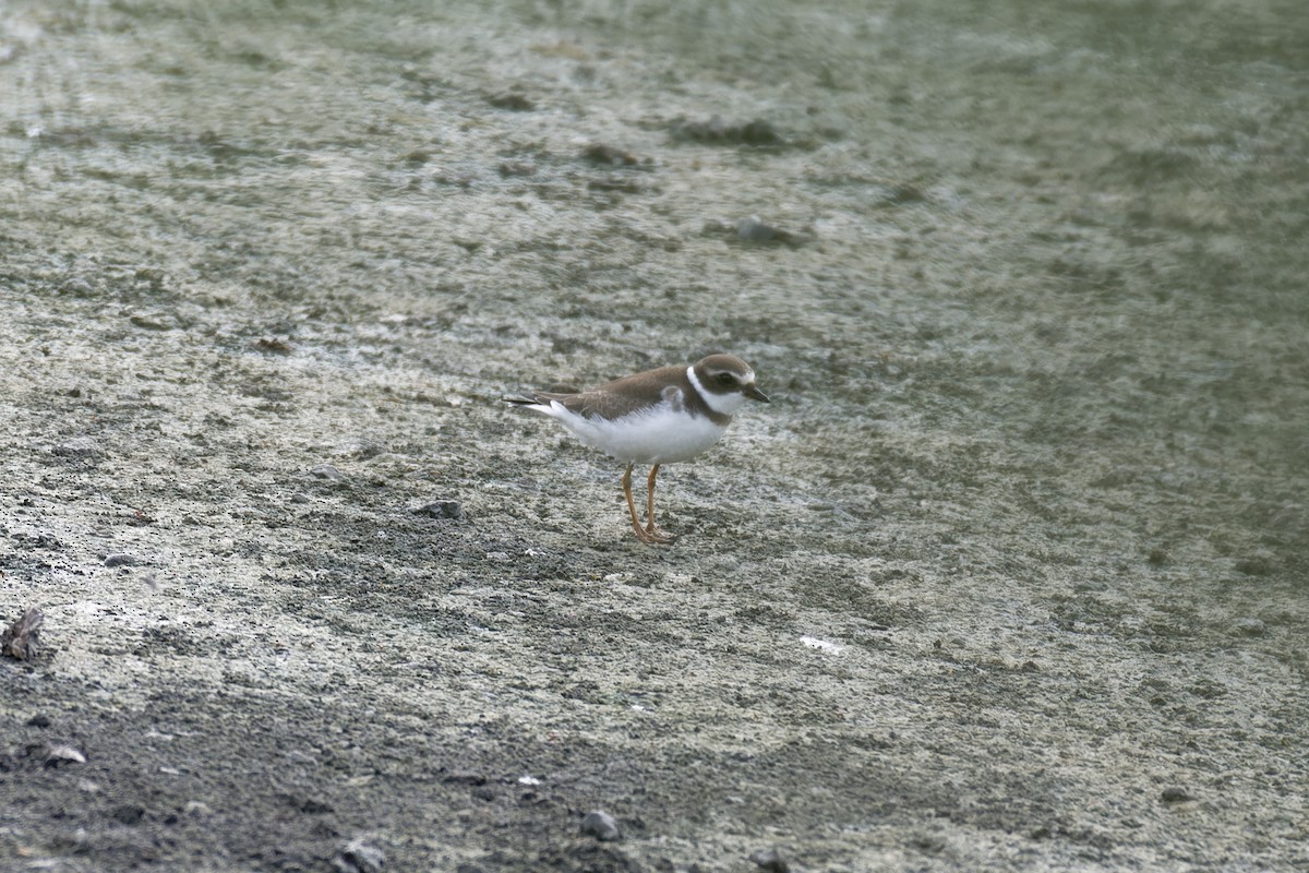 Semipalmated Plover - ML624103584