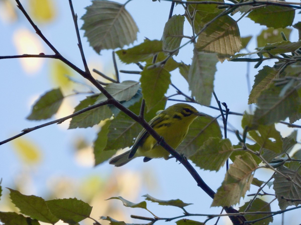 Prairie Warbler - ML624103596