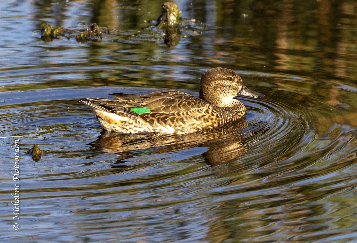 Green-winged Teal - ML624103600