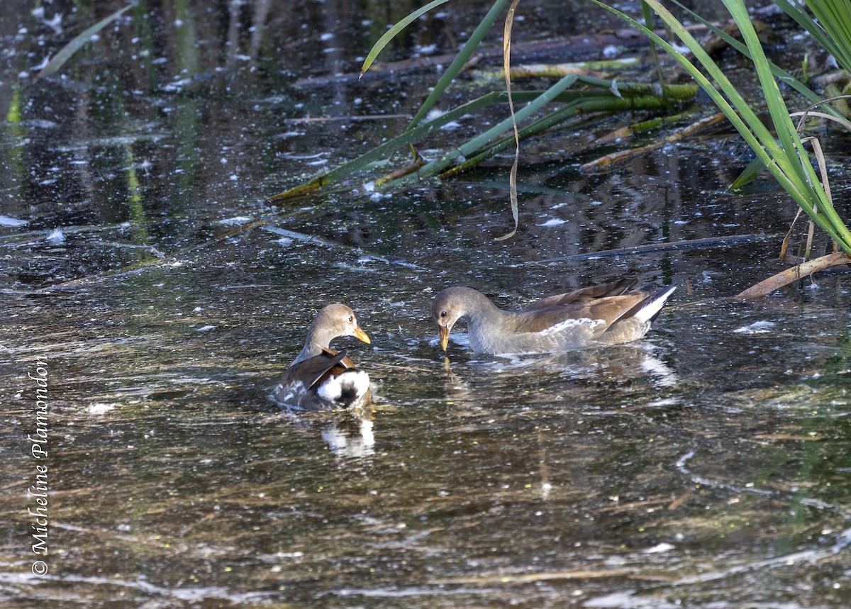 Common Gallinule - ML624103605