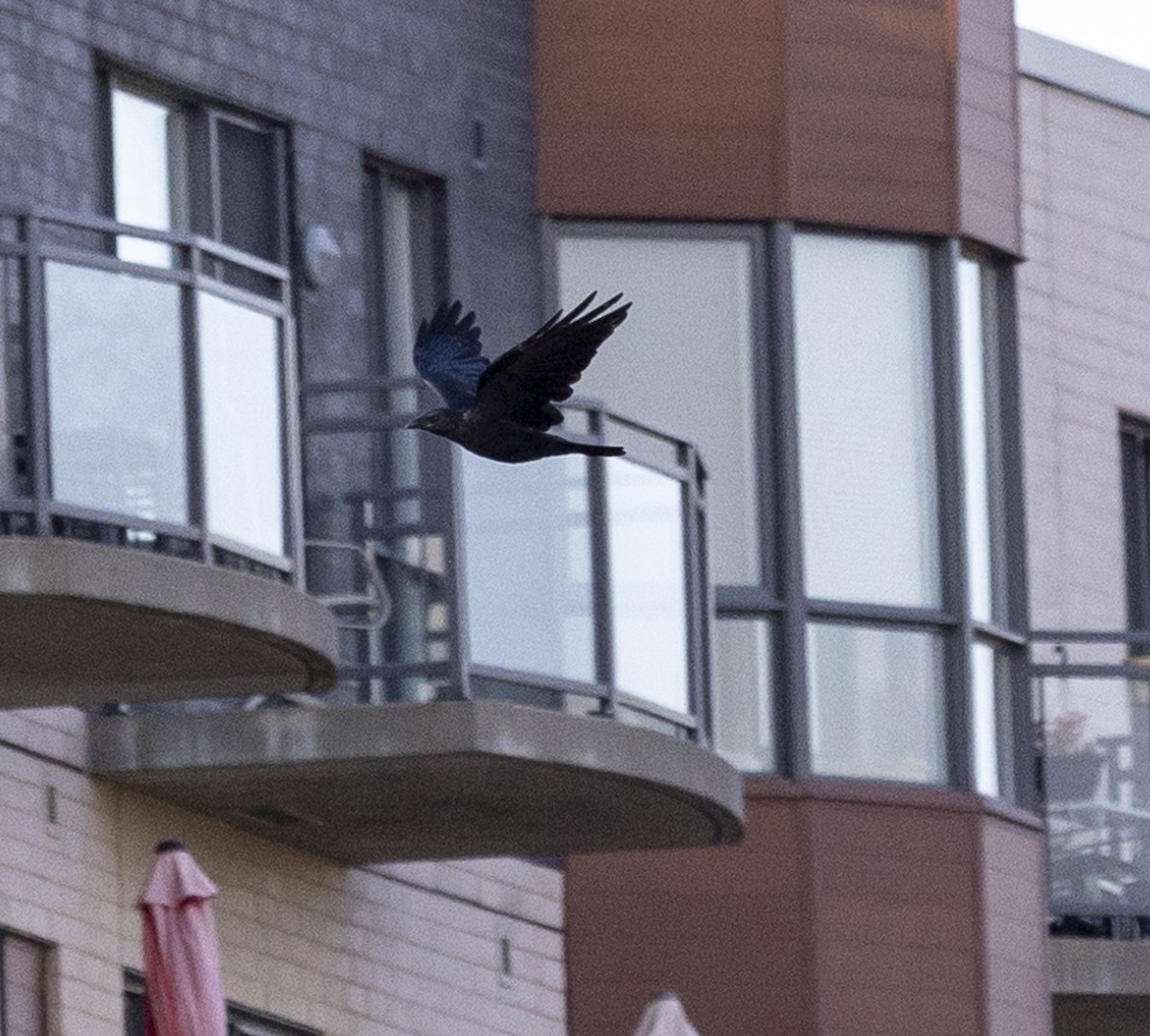 American Crow - Micheline Plamondon