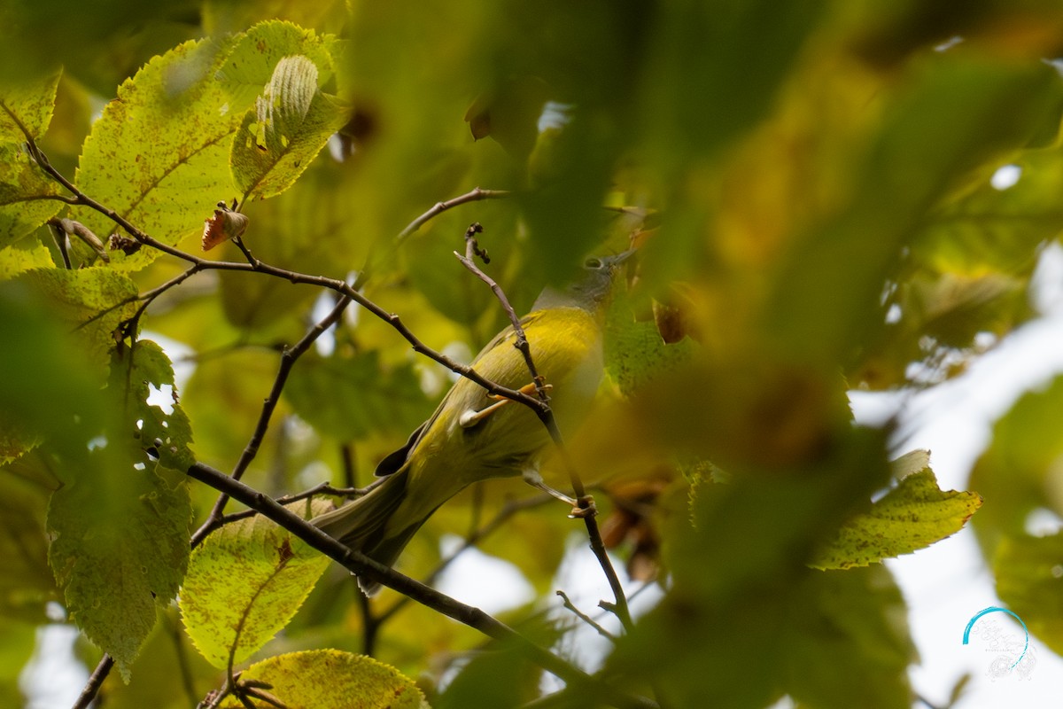 Nashville Warbler - Katie Kravitz