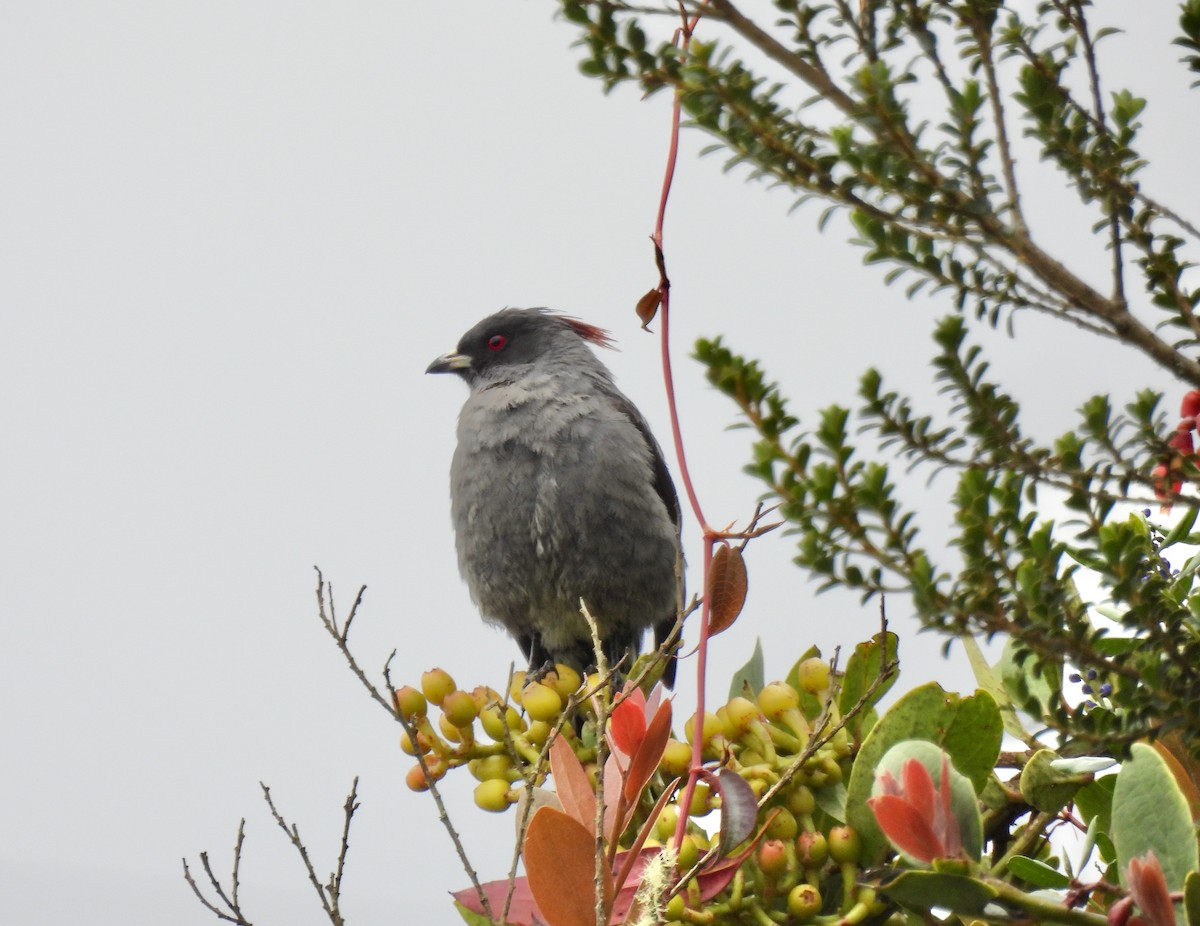 Red-crested Cotinga - ML624103621