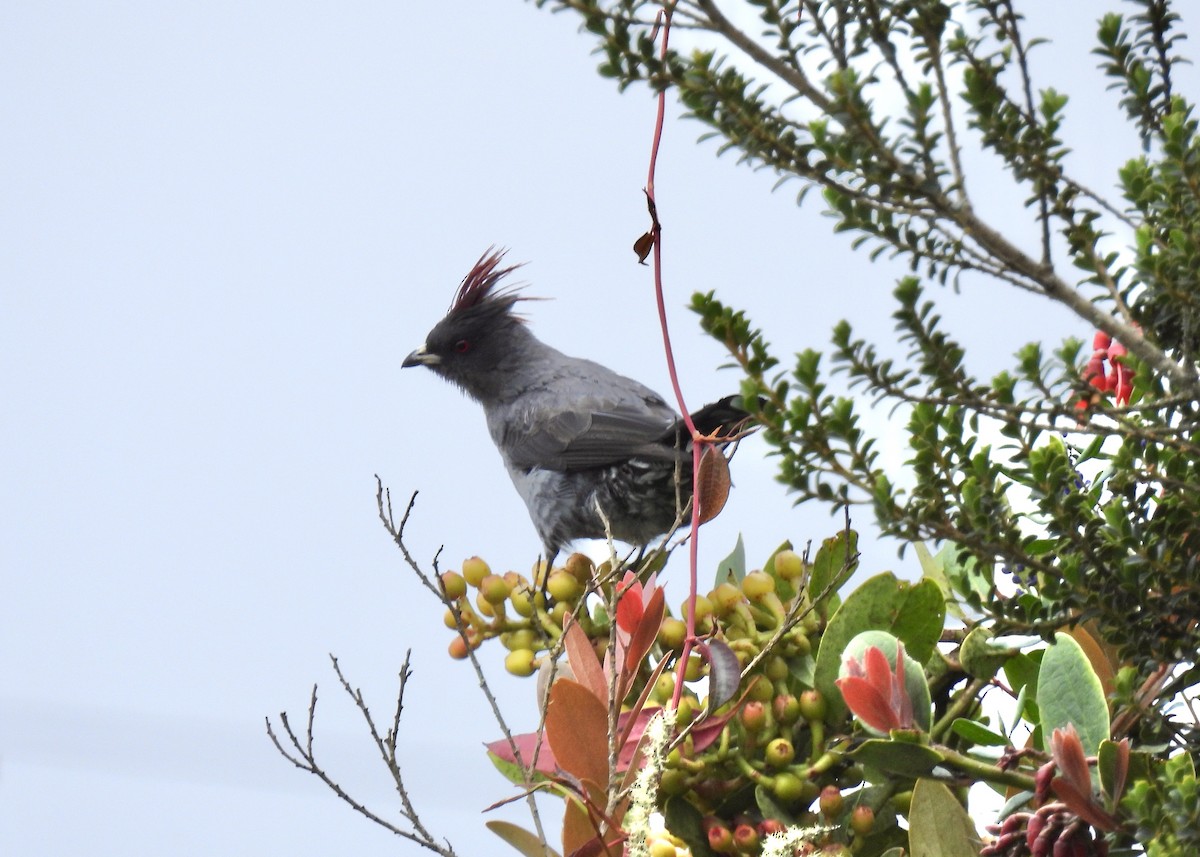 Red-crested Cotinga - ML624103622