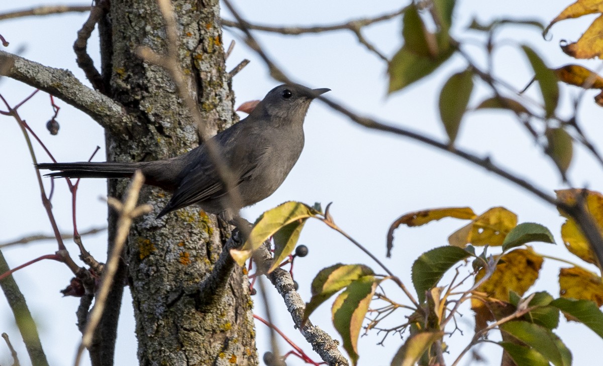 Gray Catbird - ML624103623