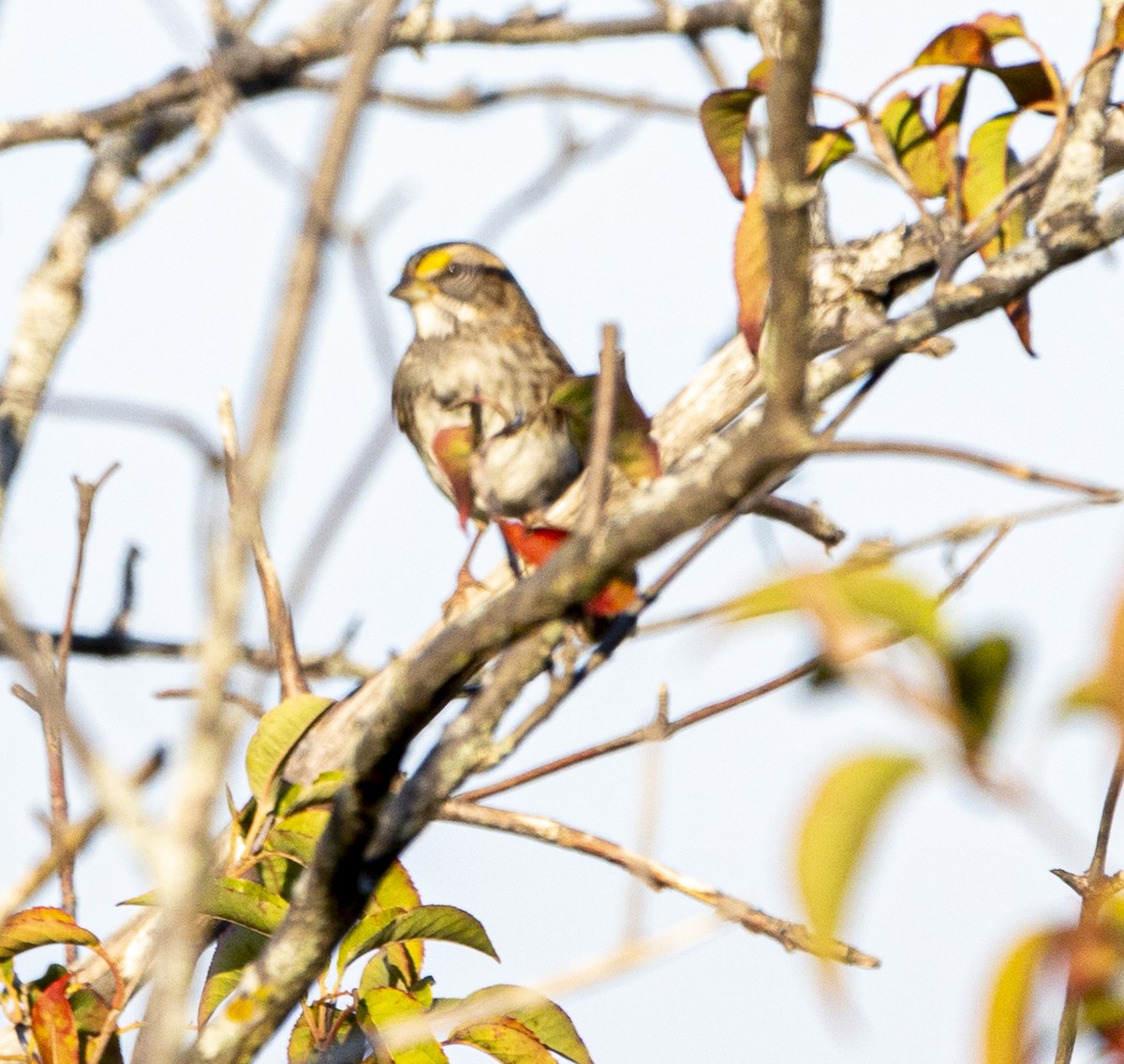 White-throated Sparrow - ML624103634