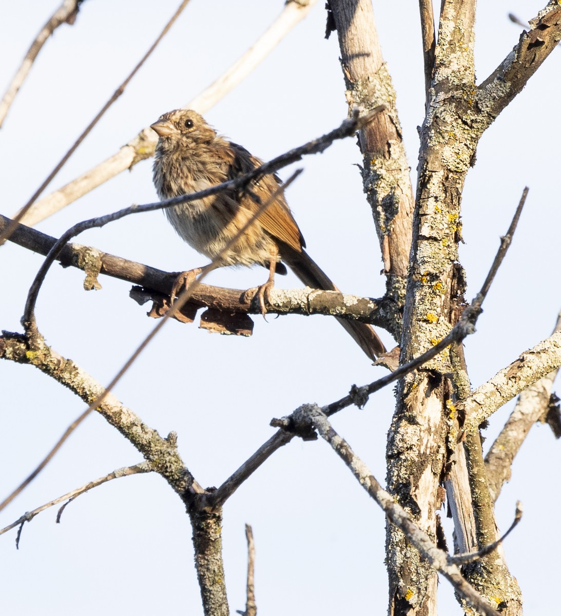 White-throated Sparrow - ML624103635