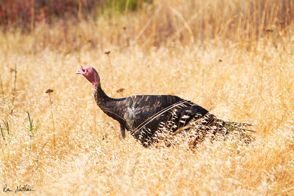 Wild Turkey - ML624103658