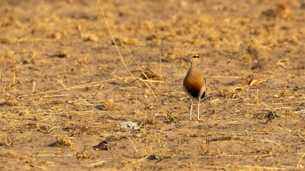 Temminck's Courser - ML624103665