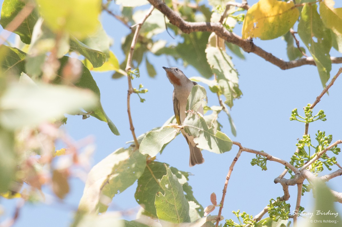 Rufous-throated Honeyeater - ML624103666