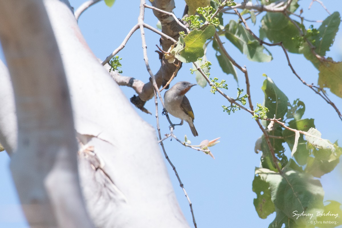 Rufous-throated Honeyeater - ML624103667