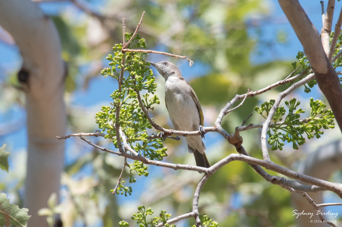 Rufous-throated Honeyeater - ML624103668