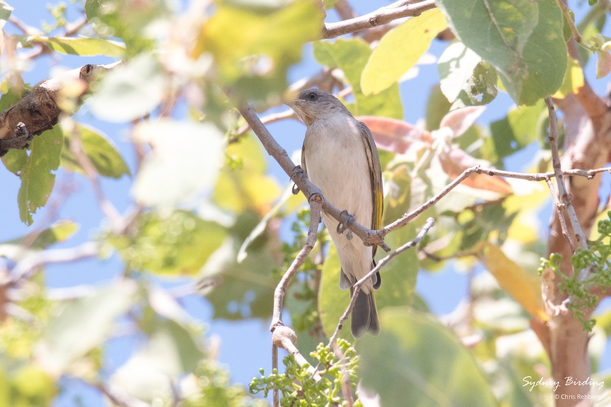 Rufous-throated Honeyeater - ML624103669