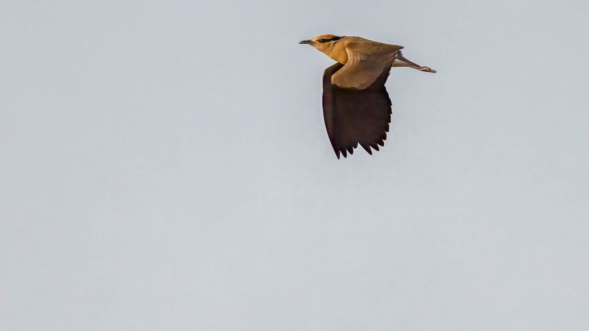 Temminck's Courser - ML624103671