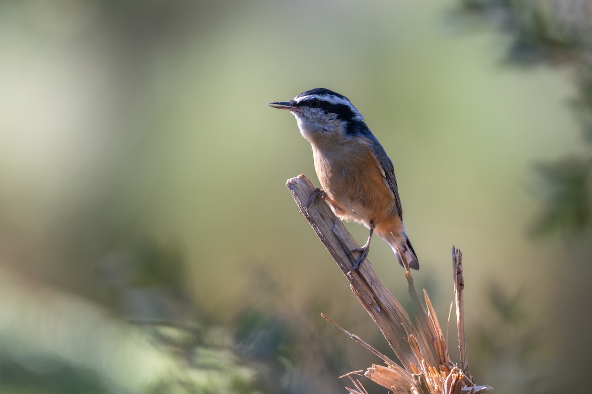 Red-breasted Nuthatch - ML624103687