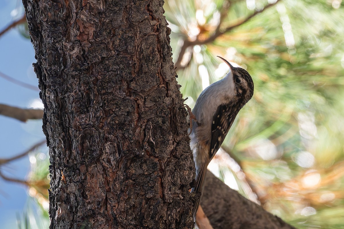 Brown Creeper - ML624103692