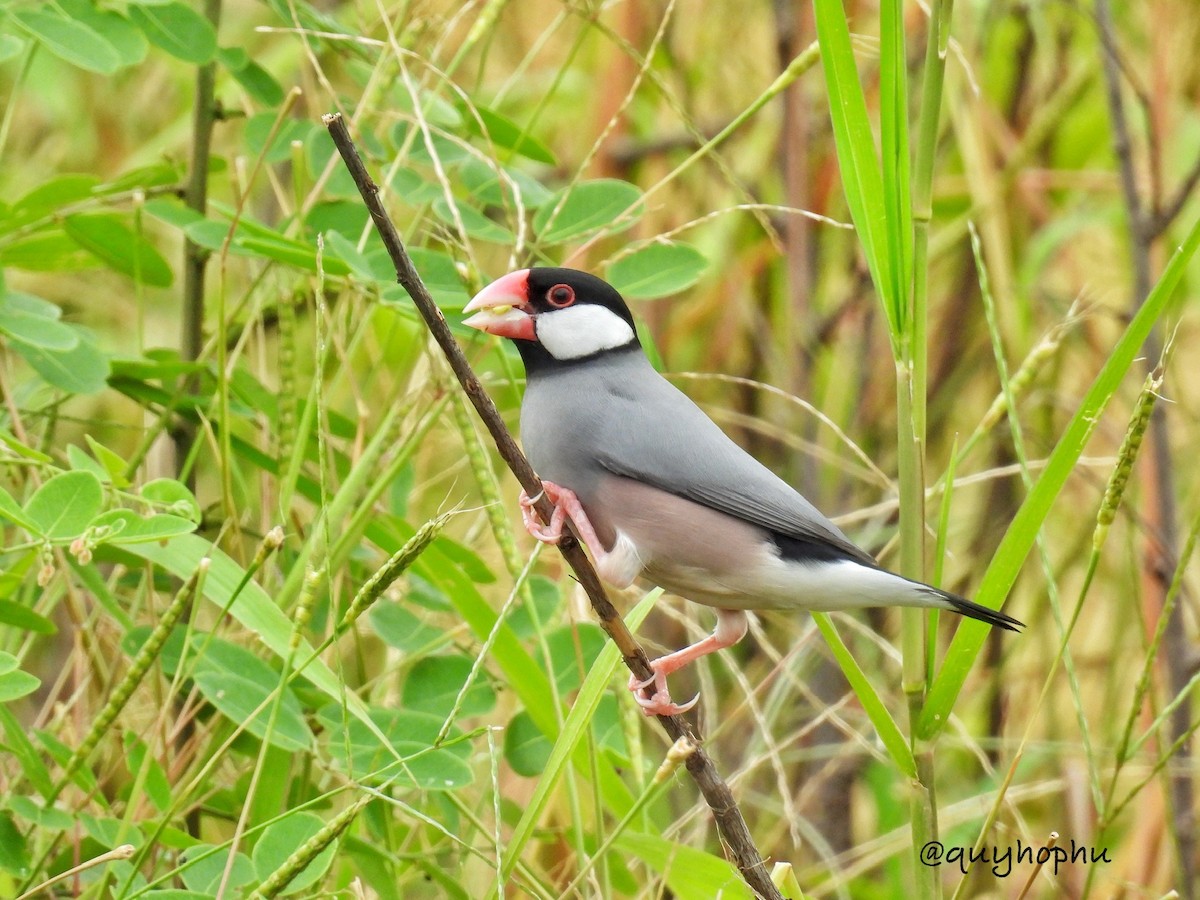 Java Sparrow - ML624103695