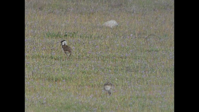 Southern Lapwing - ML624103697