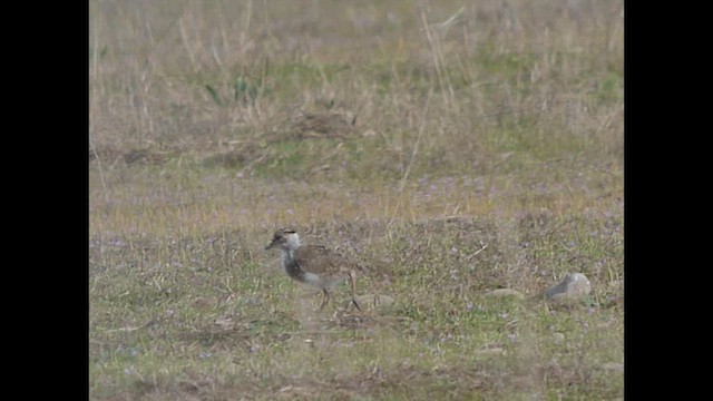 Southern Lapwing - ML624103698