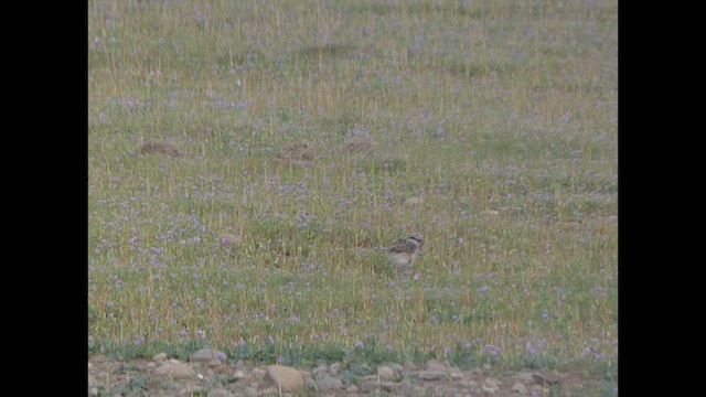 Southern Lapwing - ML624103699