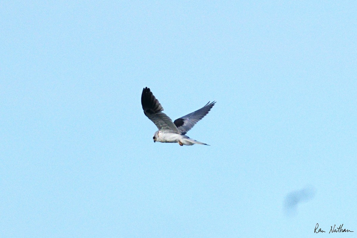 White-tailed Kite - ML624103700