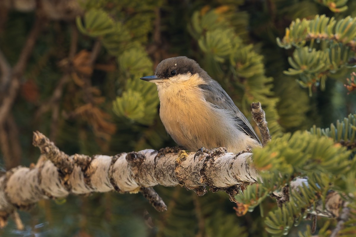 Pygmy Nuthatch - ML624103704