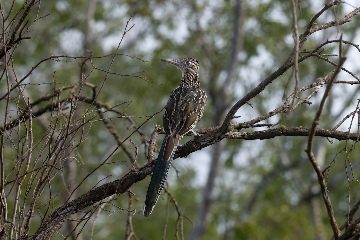 Greater Roadrunner - ML624103742