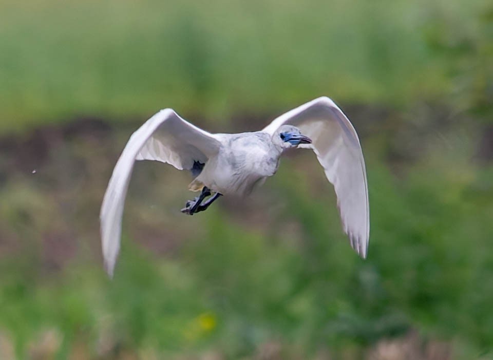 Little Blue Heron - ML624103758