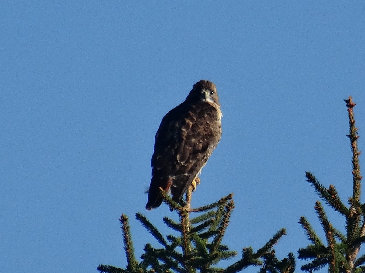 Red-tailed Hawk (borealis) - ML624103768