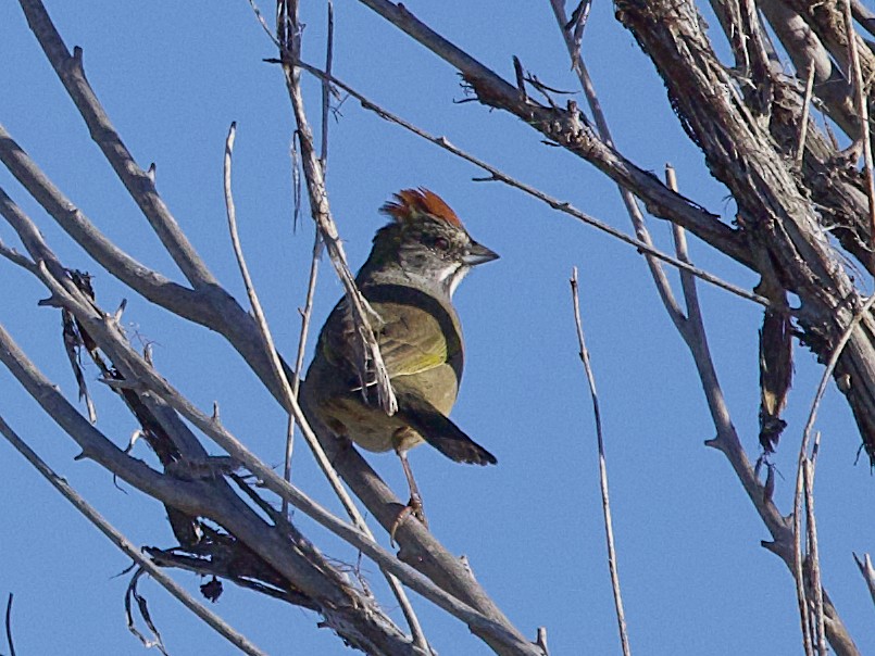 Green-tailed Towhee - ML624103772