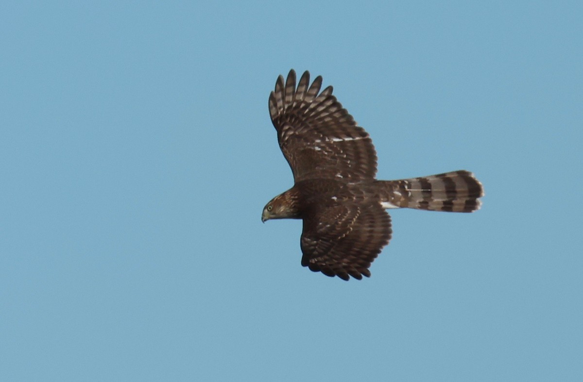 Cooper's Hawk - J.A. Smith