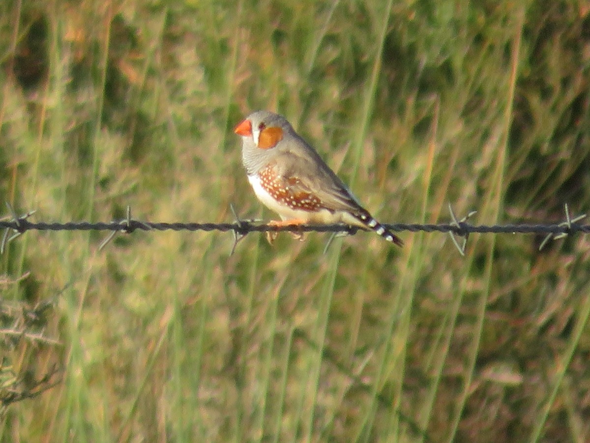 Zebra Finch - ML624103798