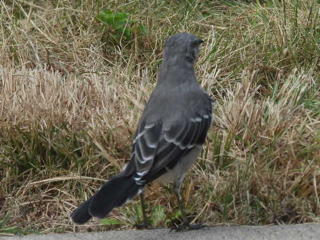 Northern Mockingbird - ML624103801