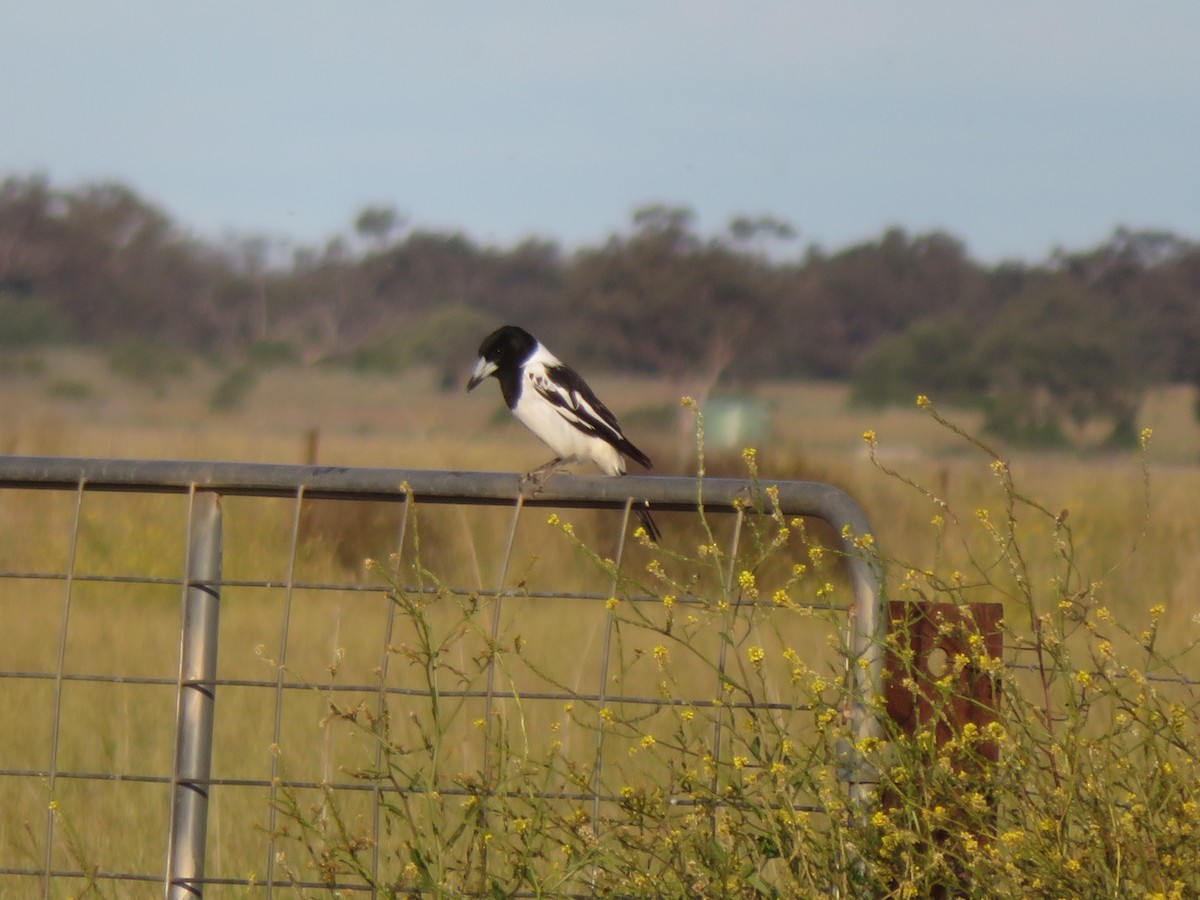 Pied Butcherbird - ML624103802