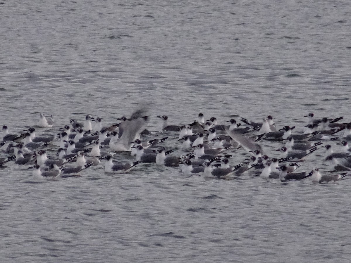 Franklin's Gull - ML624103806