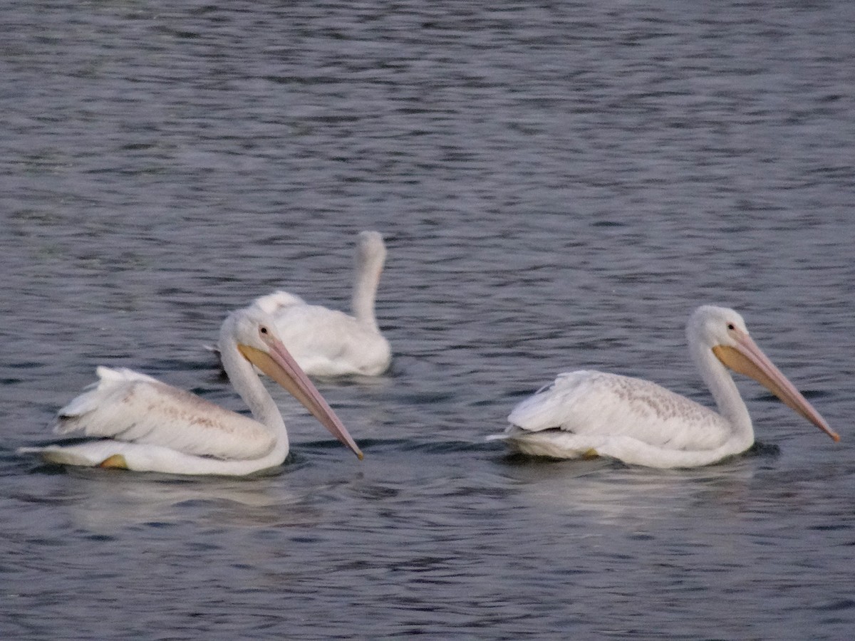 American White Pelican - ML624103809