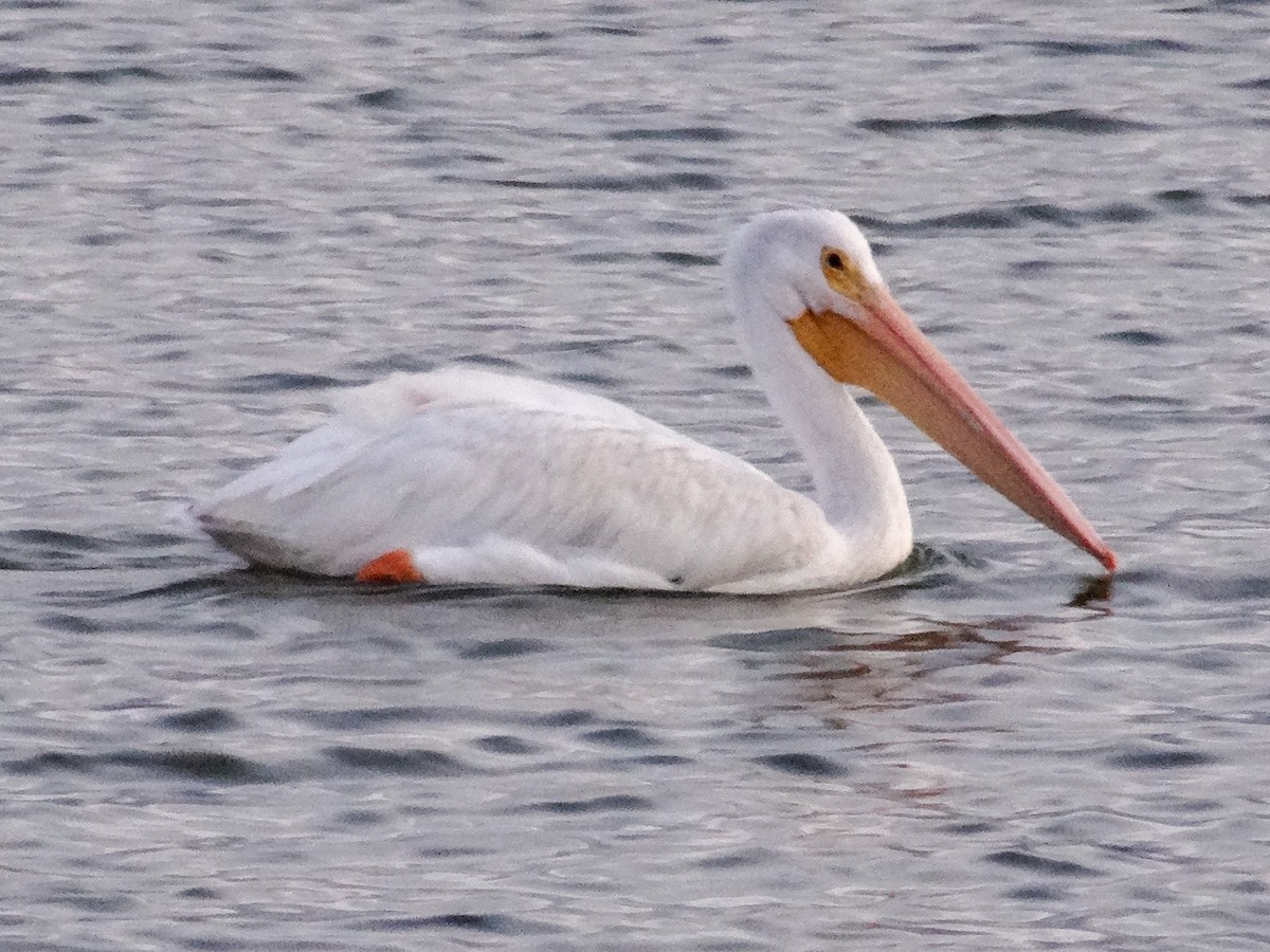 American White Pelican - John Tollefson