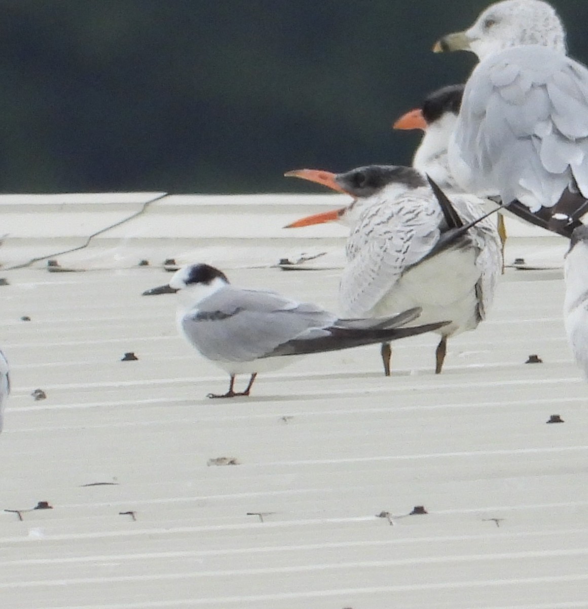 Common Tern - ML624103845