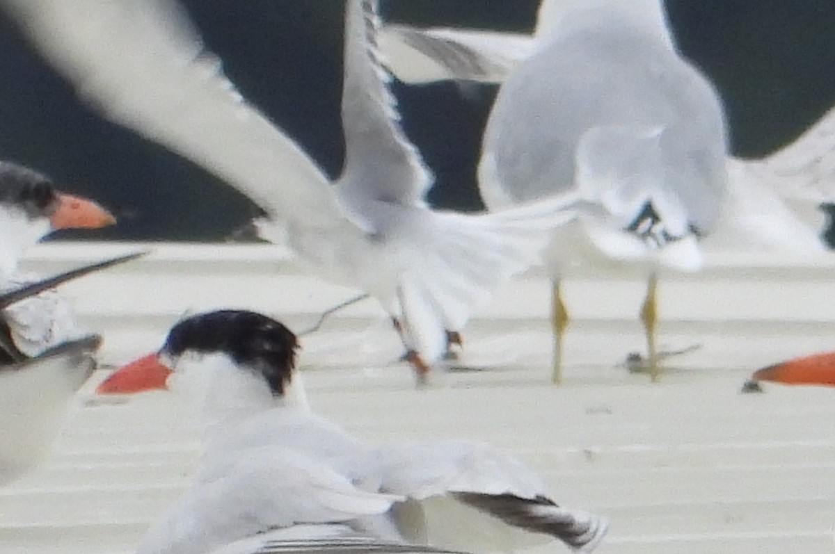 Common Tern - ML624103861