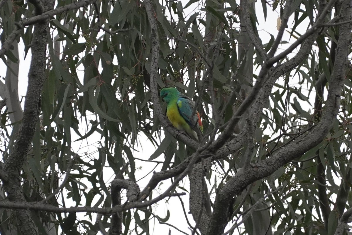 Red-rumped Parrot - ML624103862