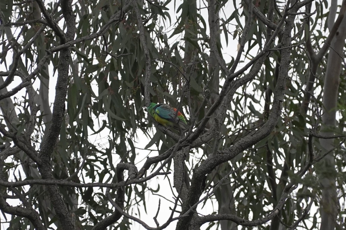 Red-rumped Parrot - ML624103865