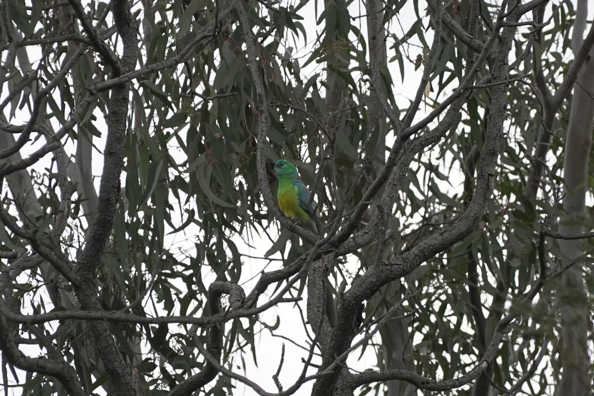 Red-rumped Parrot - ML624103866