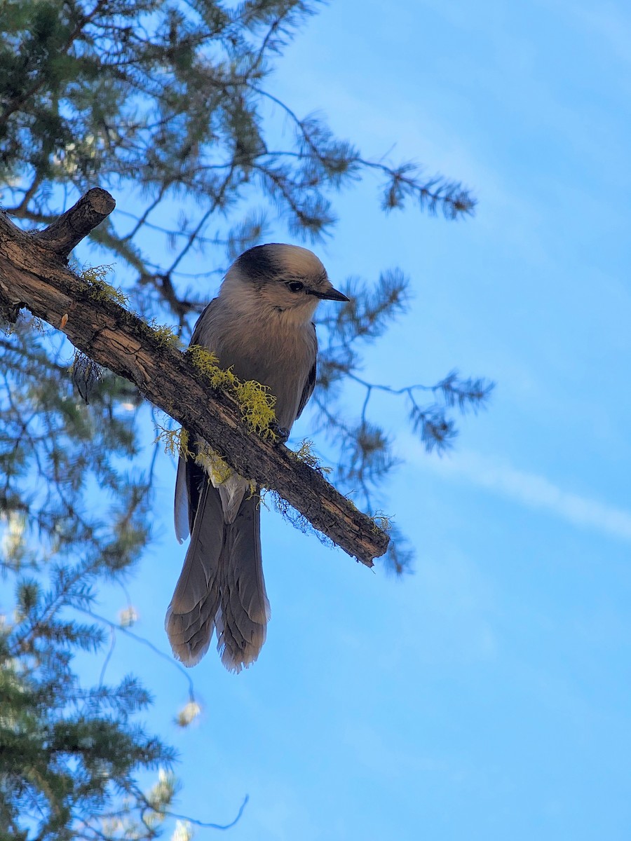 Canada Jay - ML624103875