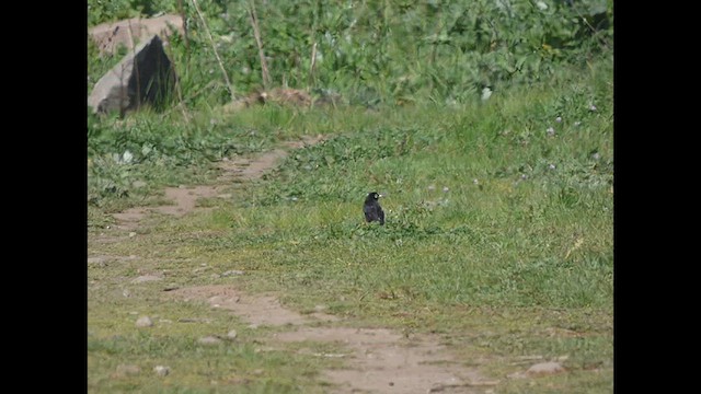 Spectacled Tyrant - ML624103876