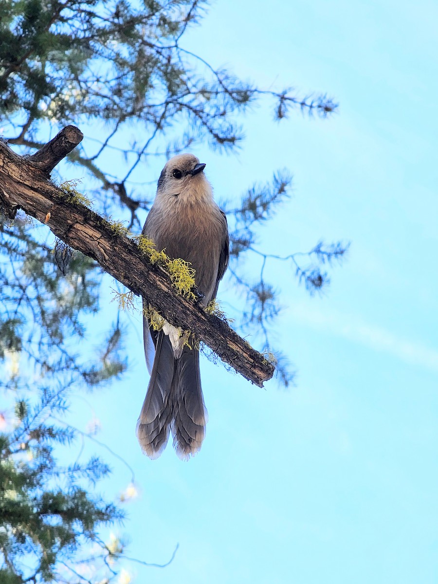 Canada Jay - ML624103878