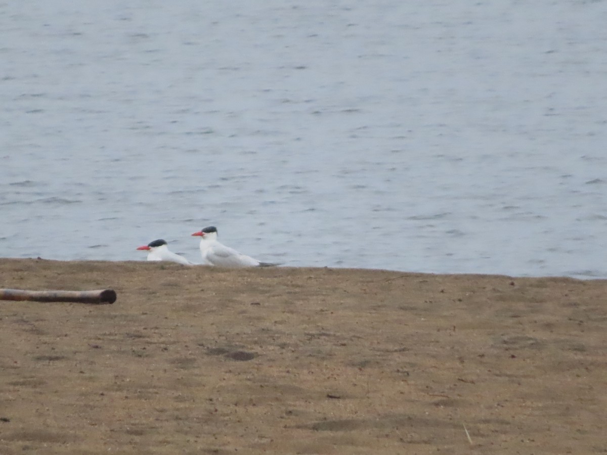 裏海燕鷗 - ML624103881