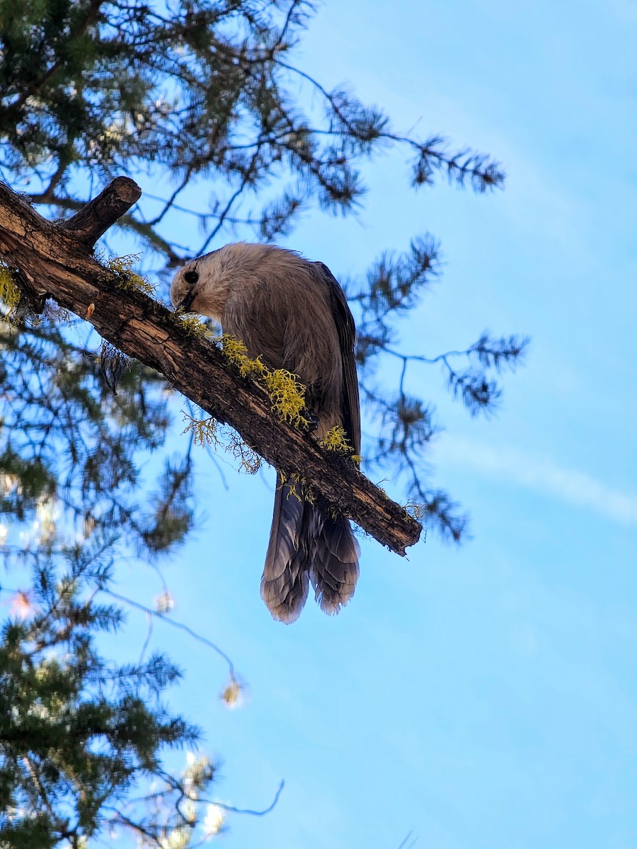 Canada Jay - ML624103882