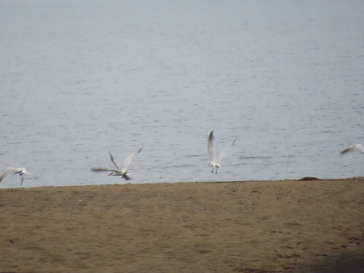 裏海燕鷗 - ML624103888