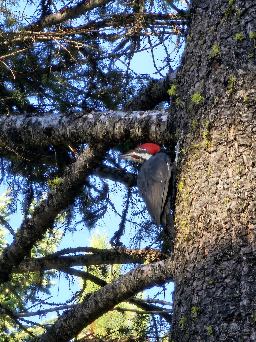 Pileated Woodpecker - ML624103891